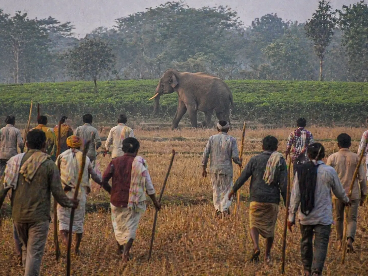 Lone Elephant Bellows in the Forest for Hours—When Villagers Discover Why, They Realize It’s More Serious Than It Appears