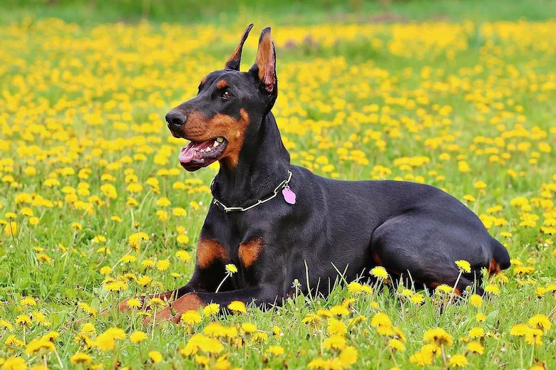 Family Dog Tosses Baby Across the Yard, but the Reason Is Heartwarming