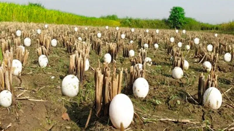 Farmer Discovers Hundreds of Mysterious Eggs in His Field – What Emerges Brings Him to Tears
