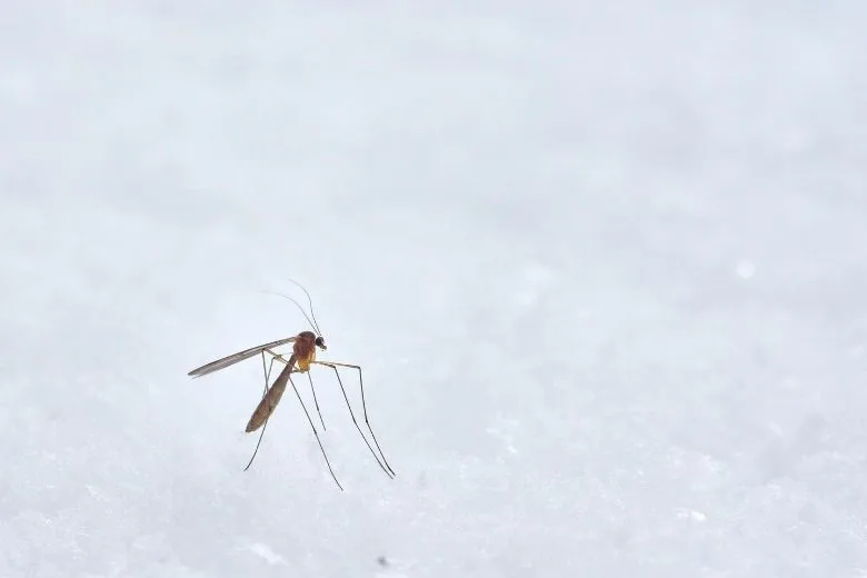 Mosquito in the bedroom? You can find it fast with this trick