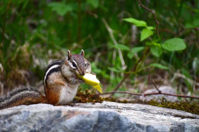 5 Surprising Ways Poor Chewing Habits Harm Your Health