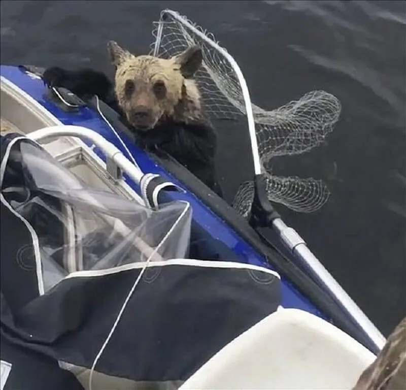 Fisherman cautiously reaching out to help a bear cub