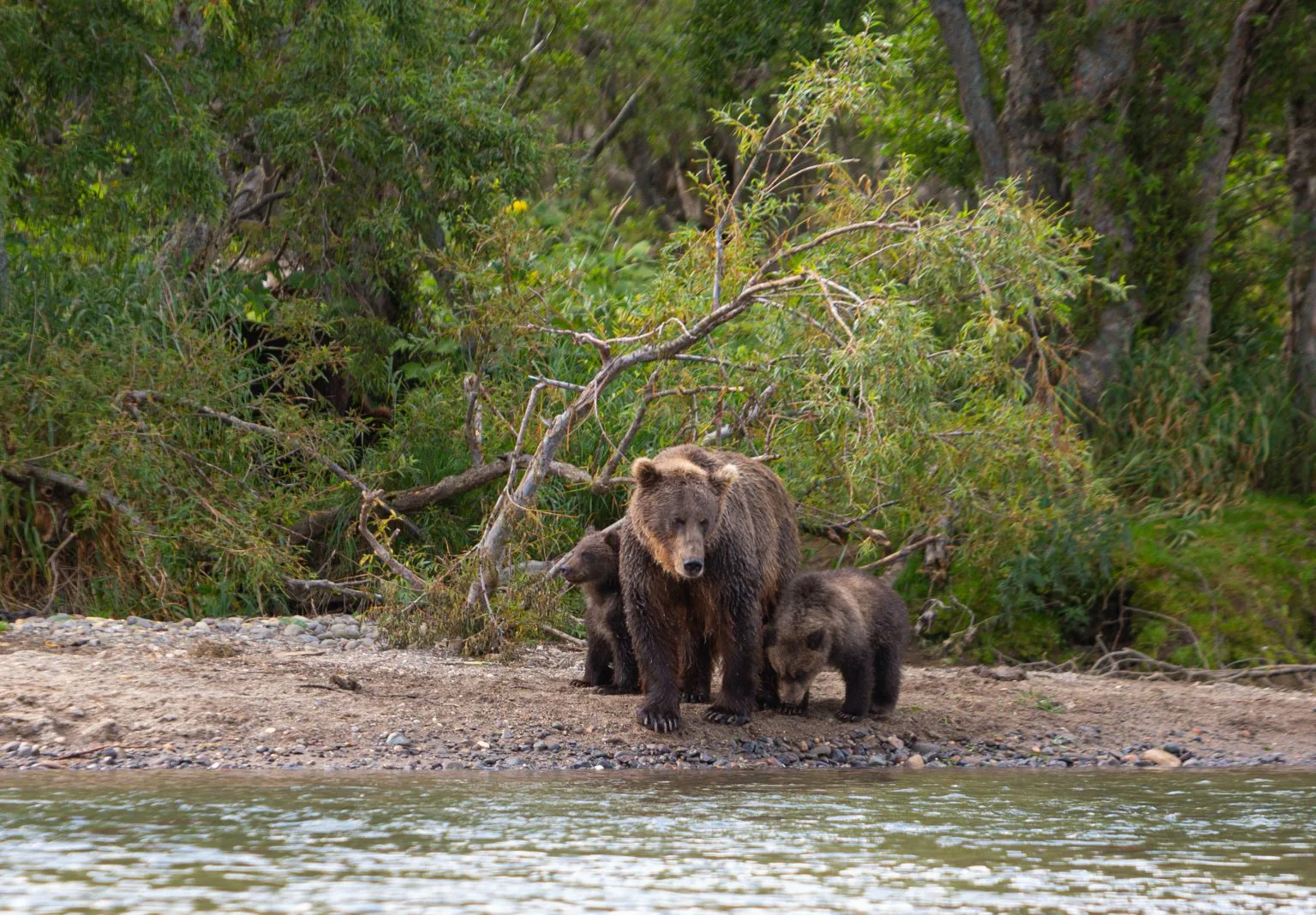 Incredible: What a Mother Bear Does While Fishermen Rescue Her Cubs Will Shock You