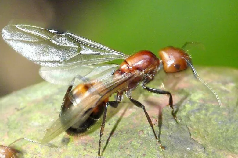 Flying Ants Invading Your Home? Here's How to Eliminate Them