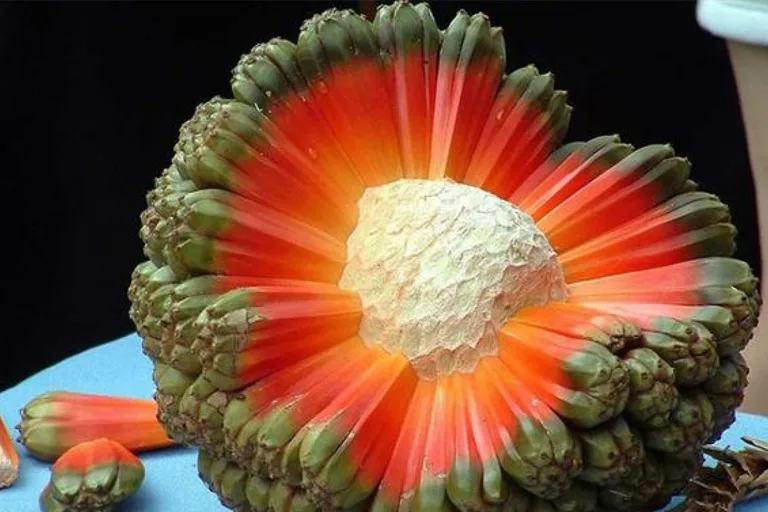 20 Obscure Fruits You've Probably Never Tried