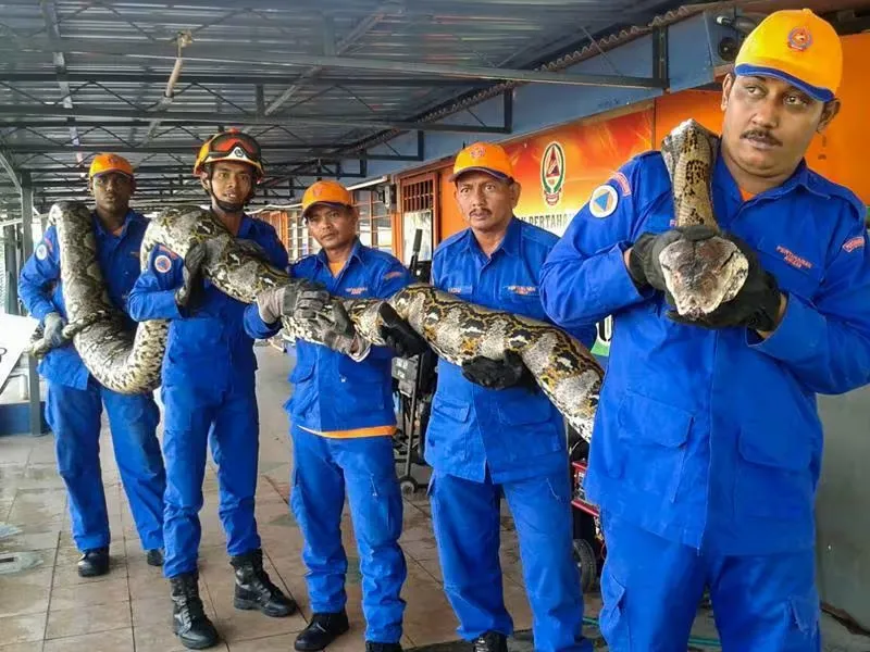 Construction Workers Find Giant Snake – What They Discovered Inside Left Everyone Speechless