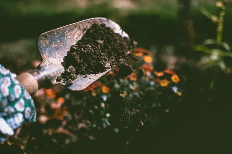 Create a Hay Fever-Free Garden with These Allergy-Friendly Plants