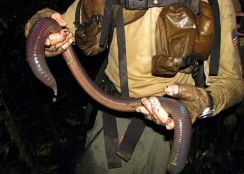 Massive Earthworms in Your Garden? Unveiling the Truth About These Hidden Giants