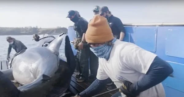 Mariners Encounter Massive Shark – What They Discovered Inside Left Them Speechless!