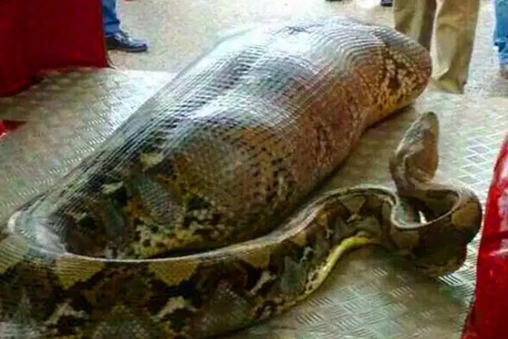Construction Crew Encounters Massive Snake – What They Discovered Inside Is Unbelievable