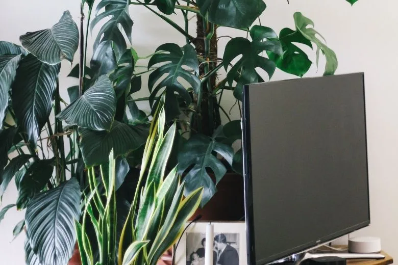 Grow a Houseplant from a Sweet Potato in No Time with This Simple Trick