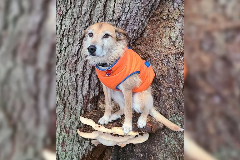 10 Adorable Photos of Dogs Perched on Mushrooms
