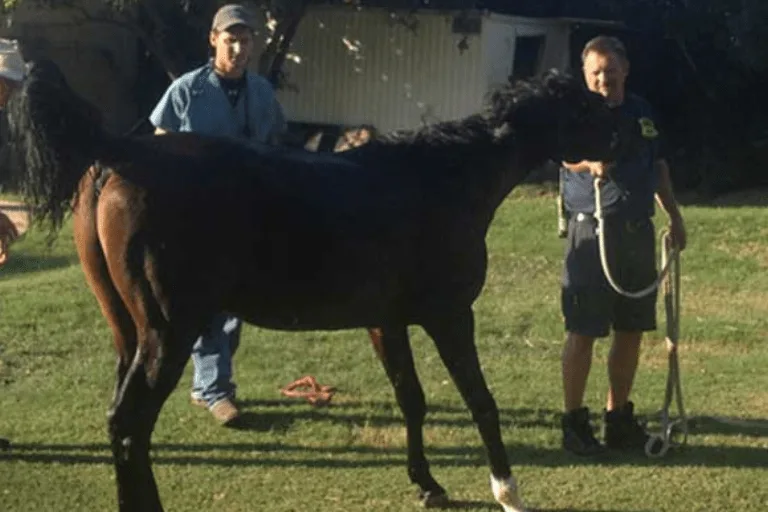 Horse after rescue