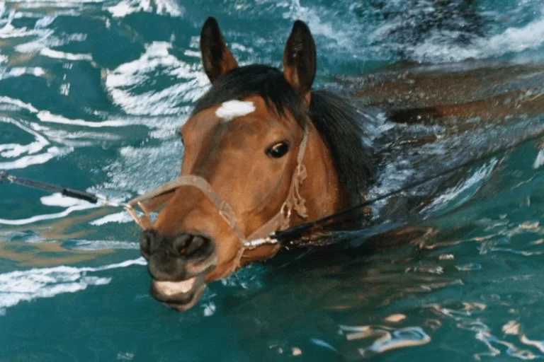 Horse in pool 4