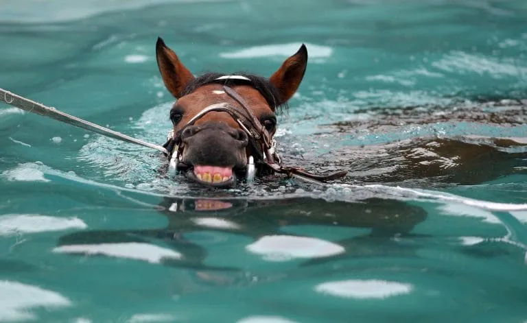 Horse in pool 5