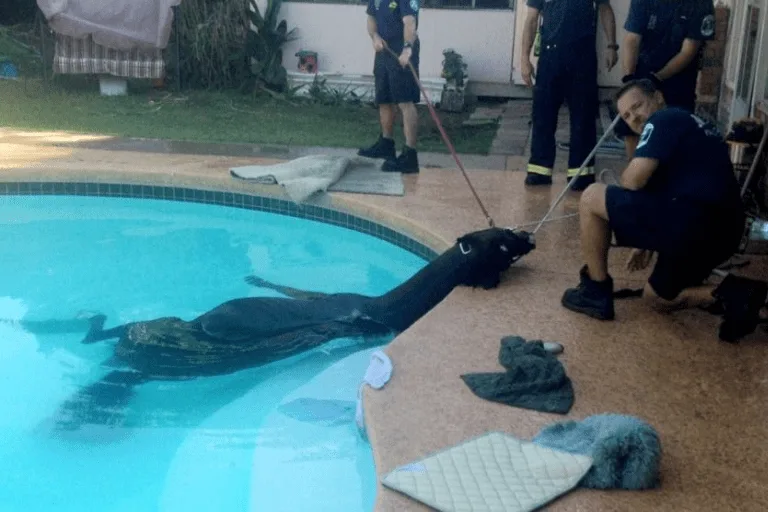 Firefighters lifting horse