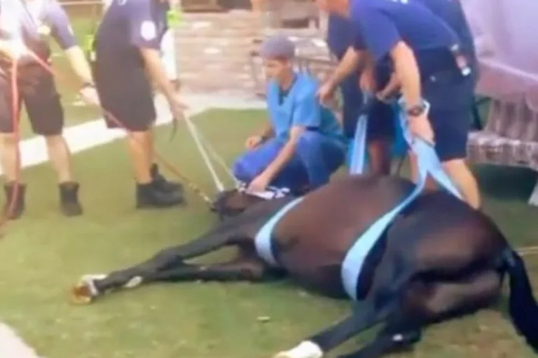 Rescued horse