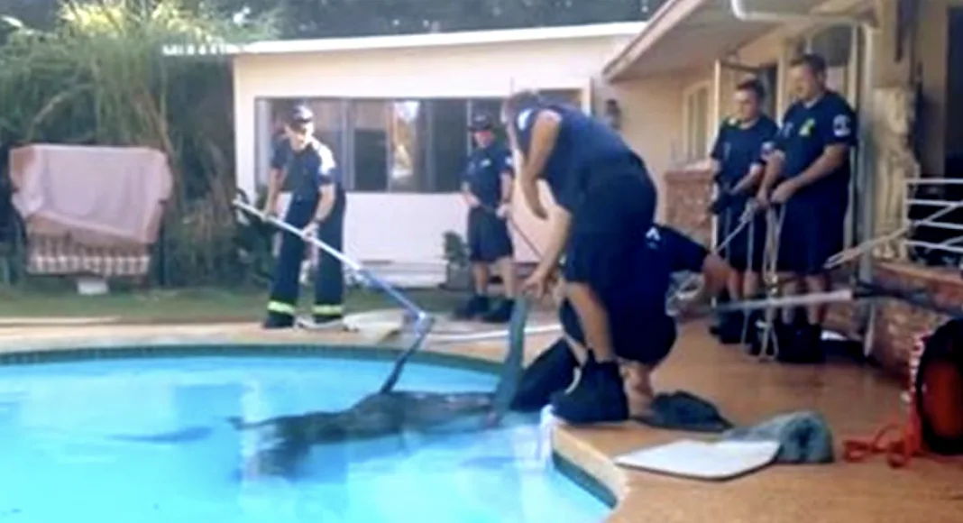 Mother's Poolside Panic: The Giant Animal Rescue That Shocked Everyone