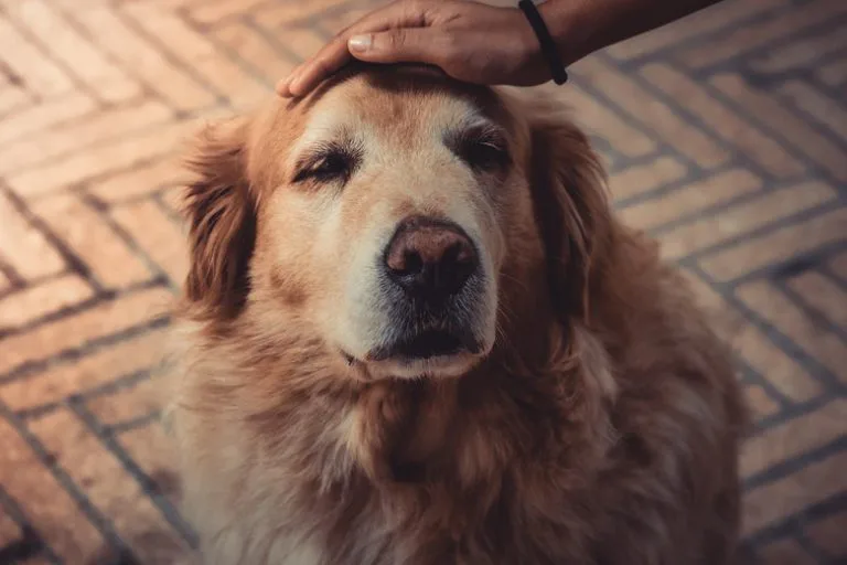 How to Recognize if Your Pet Has Dementia