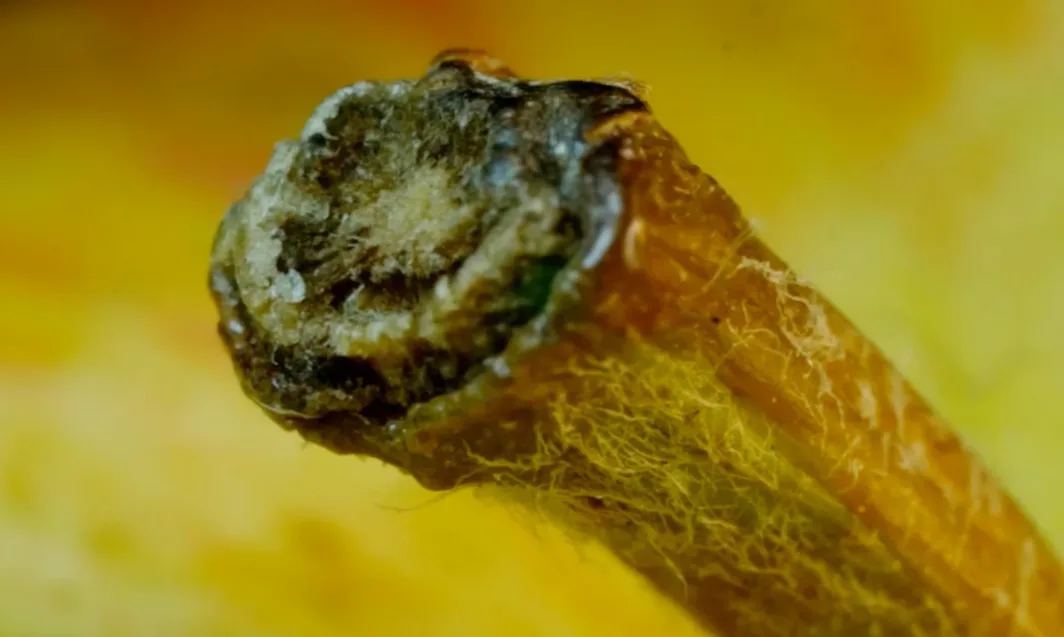 The internet is going wild over this image—can you guess what it really is?