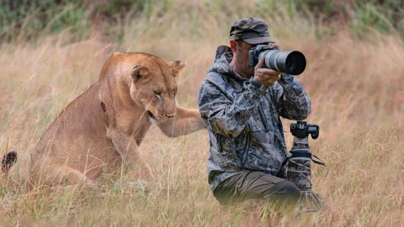 Lion Seeks Photographer's Aid: The Reason Will Leave You Stunned