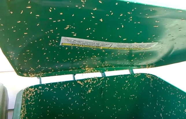 Got maggots in your outdoor garbage can? This is how you can easily get rid of them