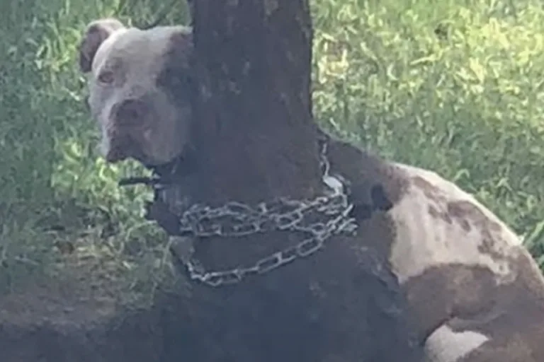 Man Discovers a Pit Bull Tied to a Tree and the Note Beside It