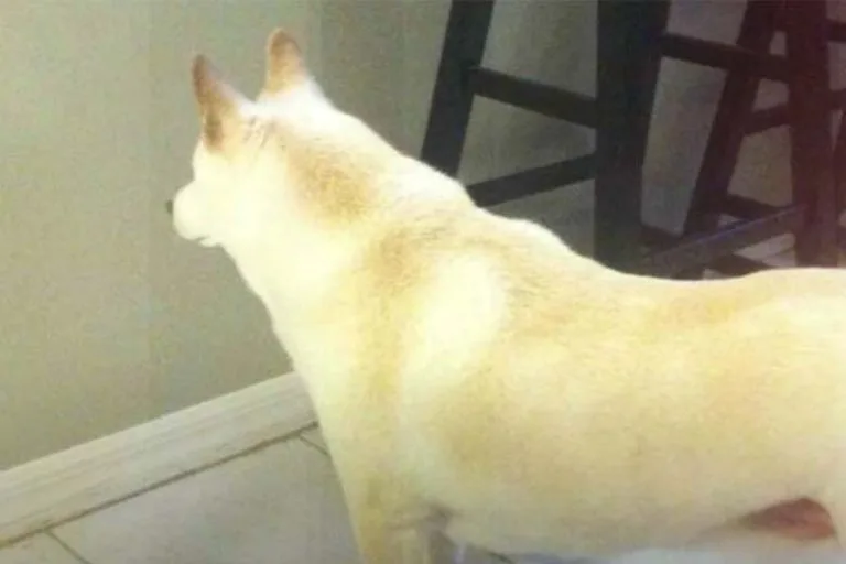 Man Sets Up Camera After Dog Keeps Staring at a Wall