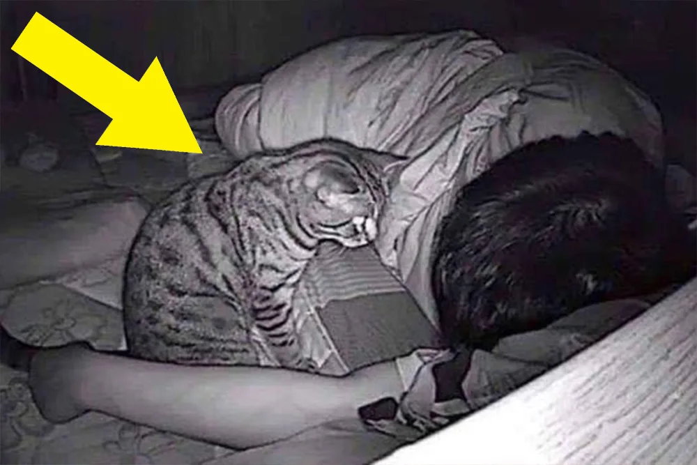 Cat Stares at Owner All Night – Owner Calls Authorities After Discovering Why