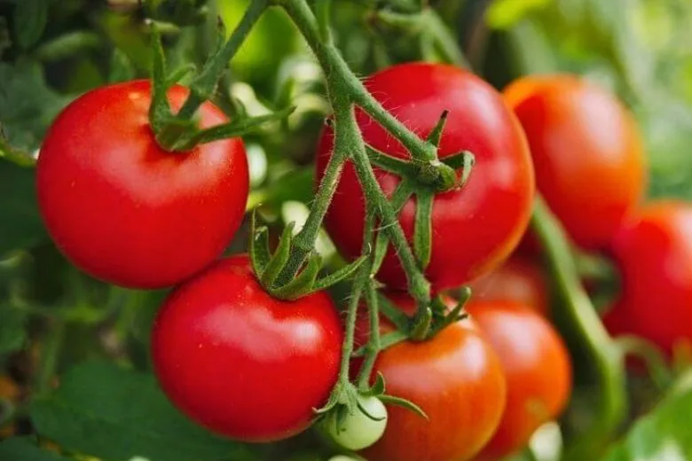 The Common Tomato Preparation Mistake Almost Everyone Makes