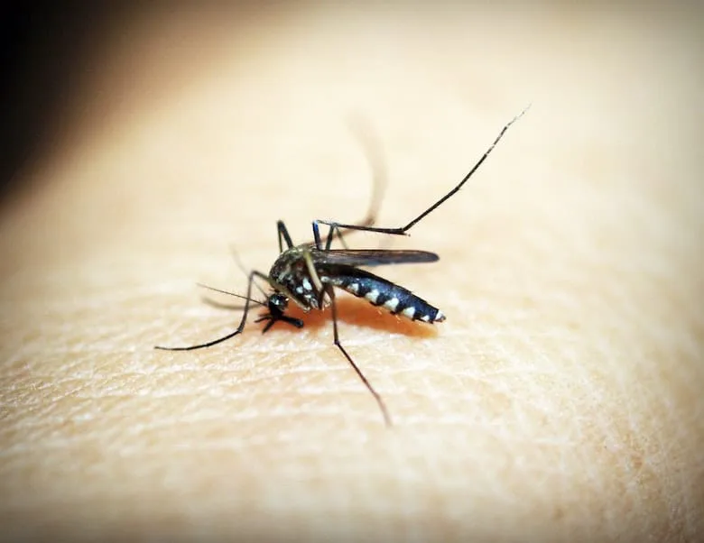 What Your Mosquito Bite Reaction Reveals About Your Health