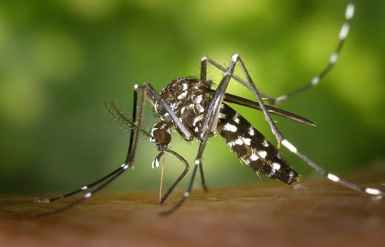 Stop Mosquito Bites from Itching Instantly with These Simple Tricks