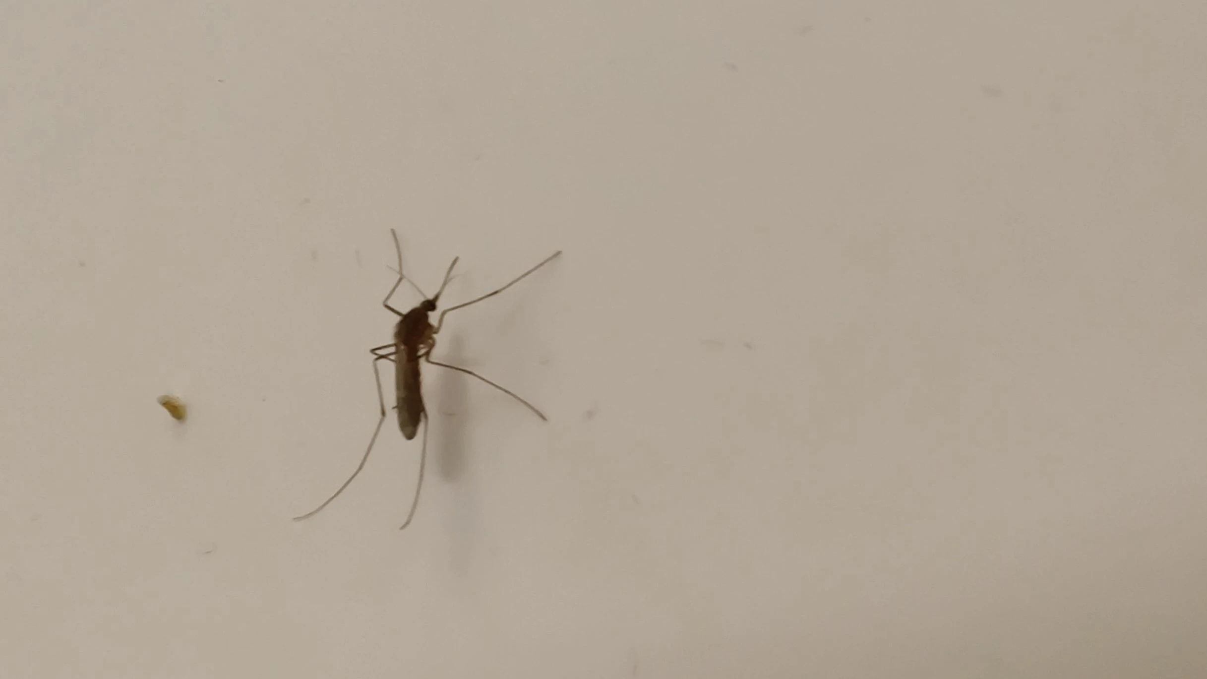 Banish Mosquitoes from Your Home with This Simple Trick!