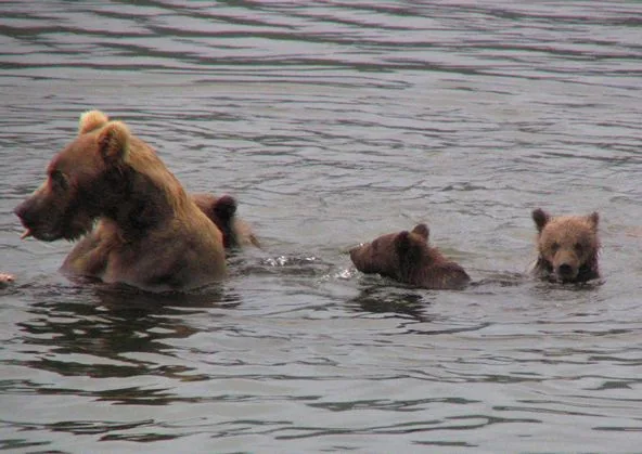 Mother Bear Abandons Exhausted Cubs to Drown; Fishermen Save the Day