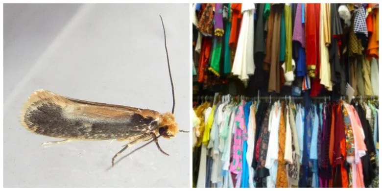 Moths Infesting Your Closet or Pantry? Try These Simple Remedies