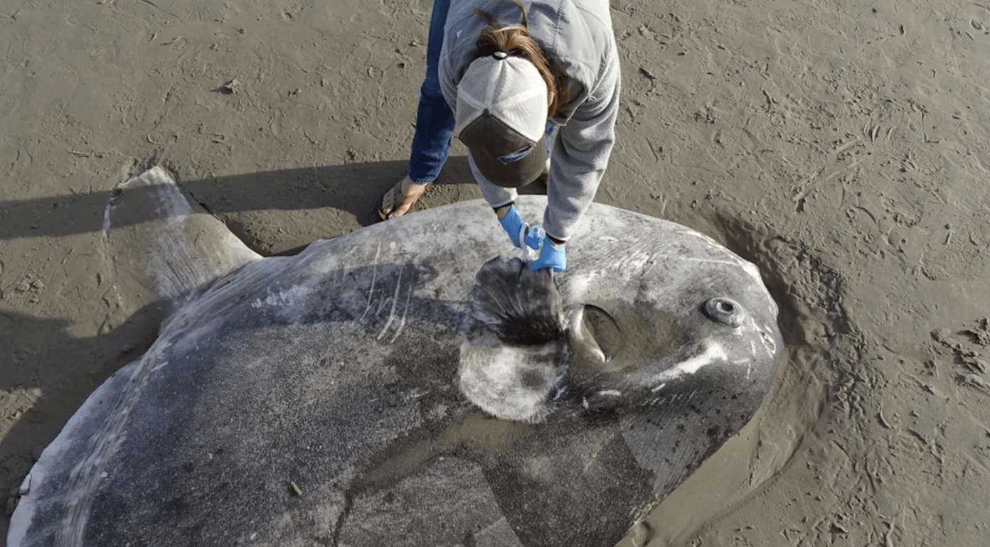Enormous Mysterious Sea Creature Discovered on California Beach Baffles Experts