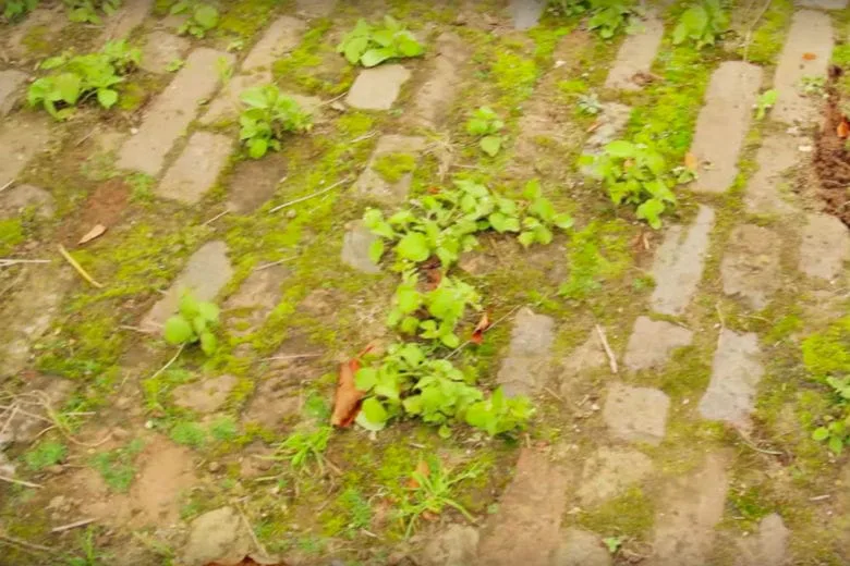 5 Simple and Natural Ways to Eliminate Weeds from Your Garden