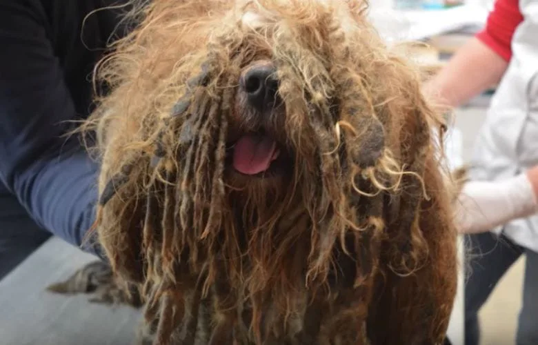 Amazing Transformation: Neglected Dog Bob Looks Completely Different After Rescue