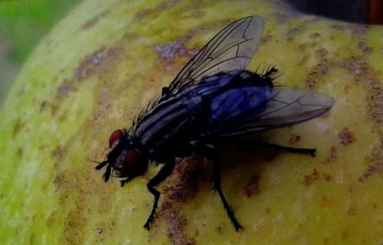 Annoyed by Flies? Here's How to Banish Them