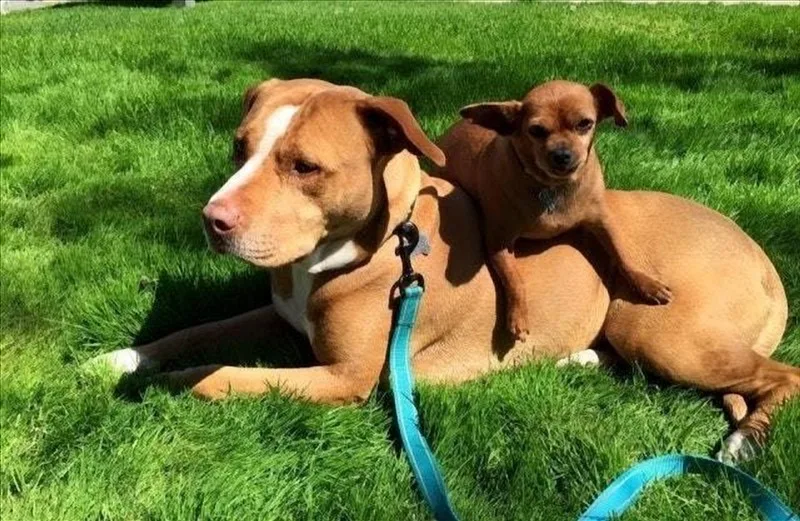 This Pitbull Refused to Leave the Shelter Without Her Chihuahua Best Friend
