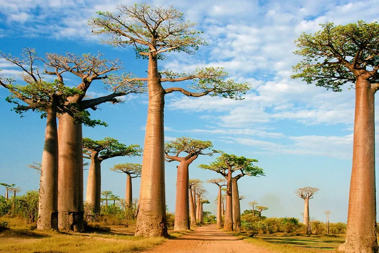 Incredible Plants Found Across the Globe