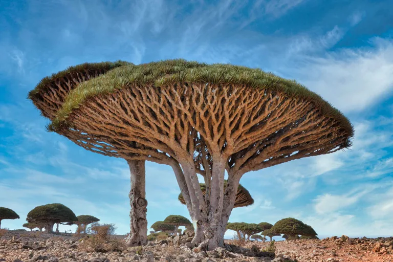 Explore These Remarkable Plants from Around the World