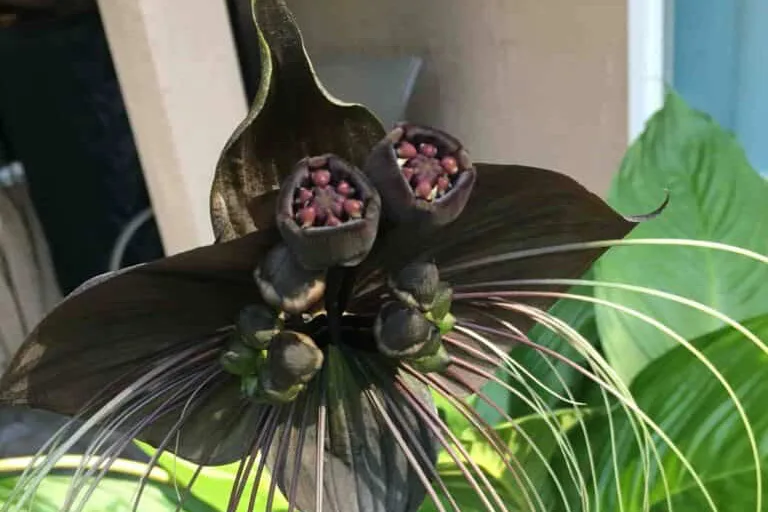 20 Unusual and Rare Plants Found Worldwide