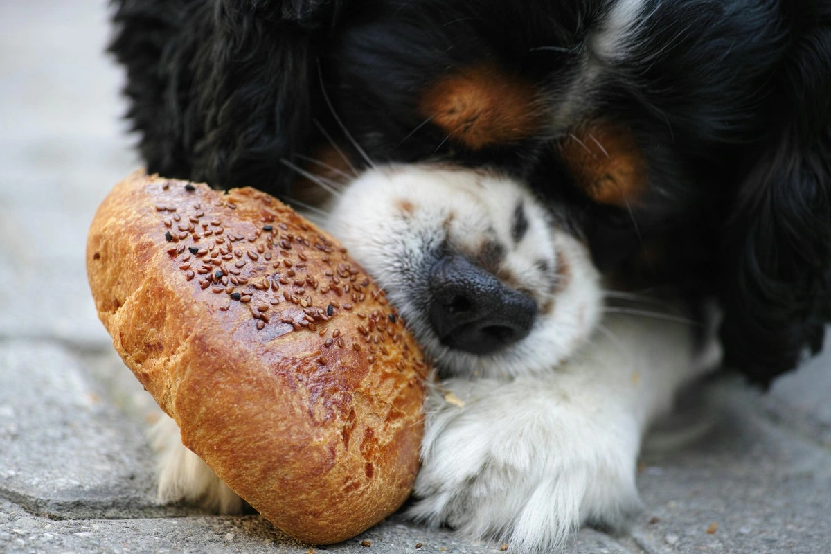 19 Common Household Items That Are Poisonous to Dogs
