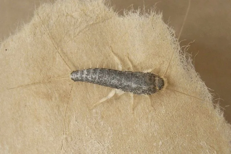 How to Keep Silverfish Out of Your Home: Effective Prevention Tips