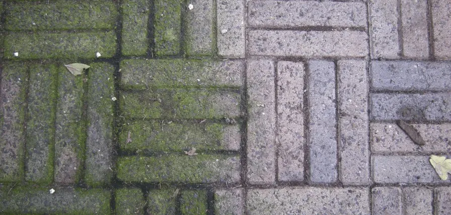 Stop Weeds from Growing with This Quick and Easy Method!