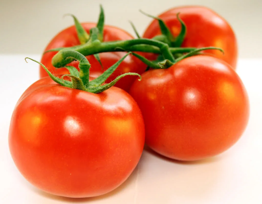 Place 4 Tomato Slices in a Pot of Soil – The Results After 10 Days Are Incredible! You Have to Try This!