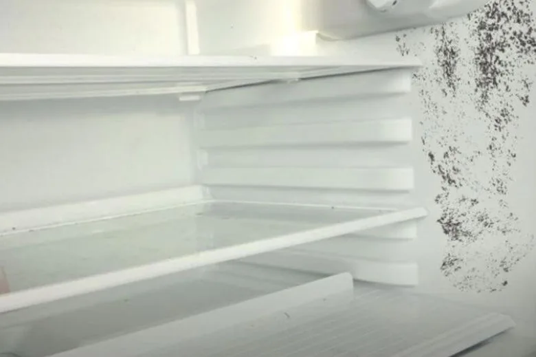 The Fastest Way to Eliminate Mold in Your Refrigerator
