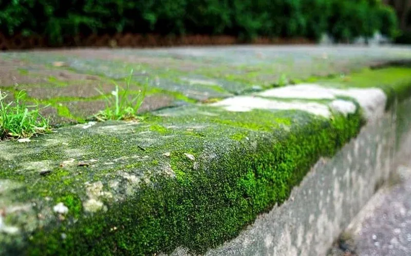 Say Goodbye to Weeds: This Simple Trick Makes Patio Cleaning a Breeze!
