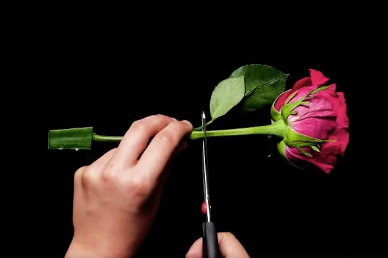 Grow Stunning Roses by Inserting a Rose Stem into an Aloe Vera Leaf
